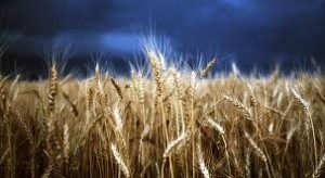 Gluten is found in wheat, rye and barley.