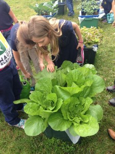Kids are amazed at the huge lettuces they've grown!