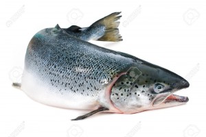 Atlantic salmon are both farmed and wild-caught.