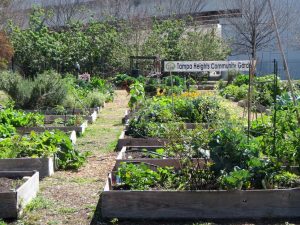 Gardening beds at the Tampa Heights Community Garden