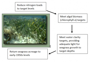Tampa Bay Seagrass Recovery Strategy
